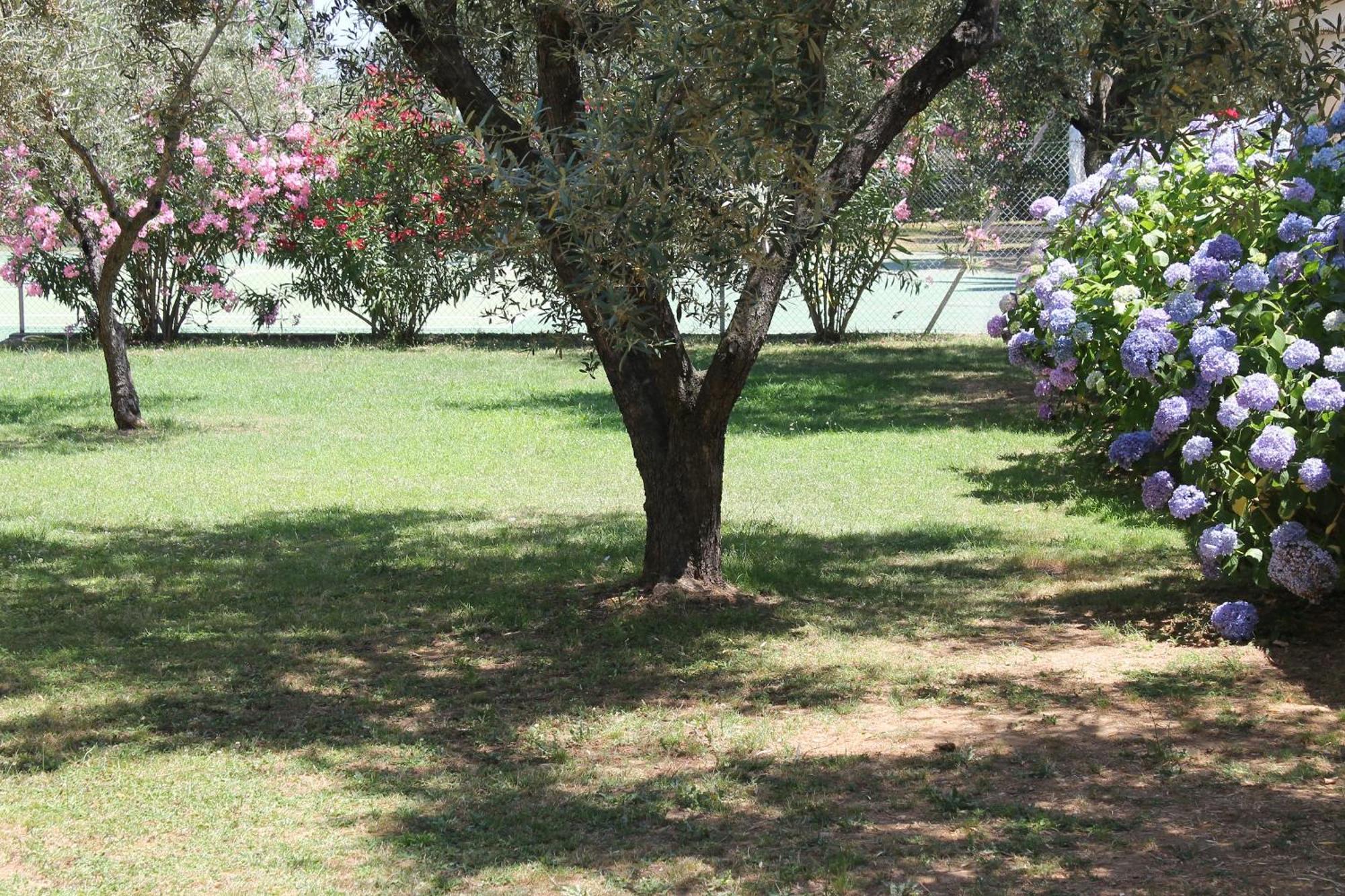 Résidence Le Clos des Oliviers Sorbo-Ocagnano Extérieur photo